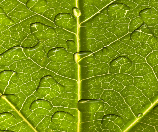 生物活性牙科玻璃 生物活性牙科玻璃